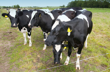 Cows
