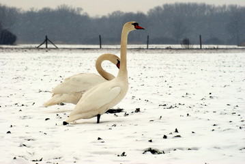 ŁABĘDZIE © goral75