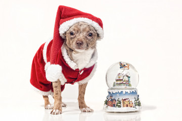 Christmas chihuahua