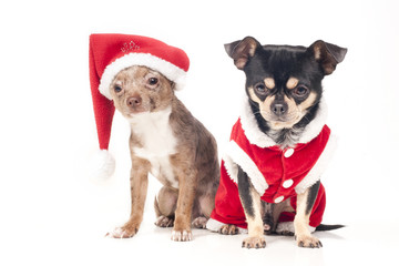 Obraz premium Christmas chihuahuas
