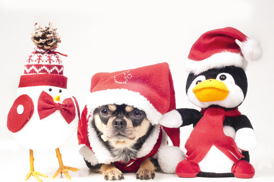 Christmas chihuahua with furry friends