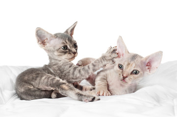 two devon rex kittens playing with each other