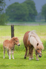Obraz premium Pony with foal