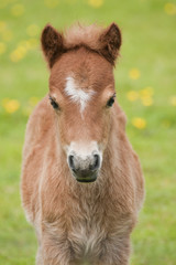 Naklejka premium Foal close up