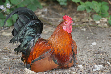Rooster