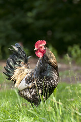 Rooster © egonzitter