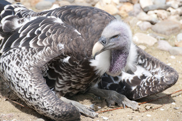 Vulture