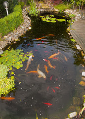 Pond with koi and goldfish