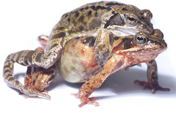 Toads mating