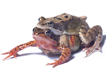 Mating toads