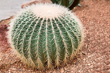cactus in a greenhouse