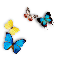 Exotic butterflies over white