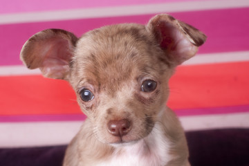 Chihuahua puppy