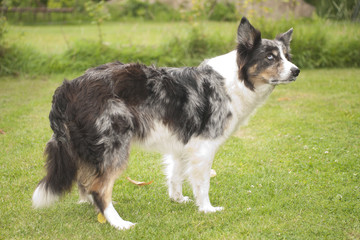Boarder collie
