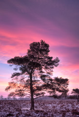 Fototapeta na wymiar Pine na wrzosowiskach w zimie na wschód słońca pod różowym niebie