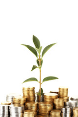 plant growing out of gold and silver  coins