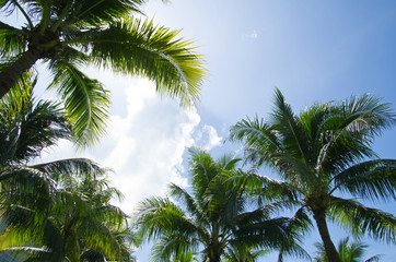 Fototapeta na wymiar drzewo palmowe