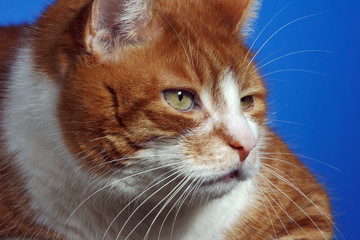 Portret rudego kota - obrazy, fototapety, plakaty