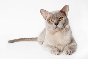 beautiful burmese cat lying down