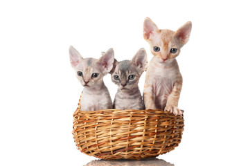 three adorable kittens in a basket
