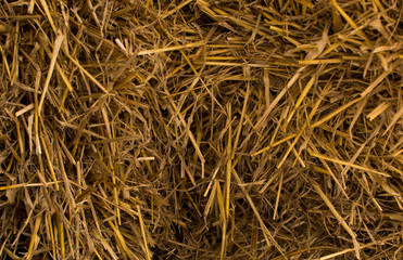 dry yellow hay