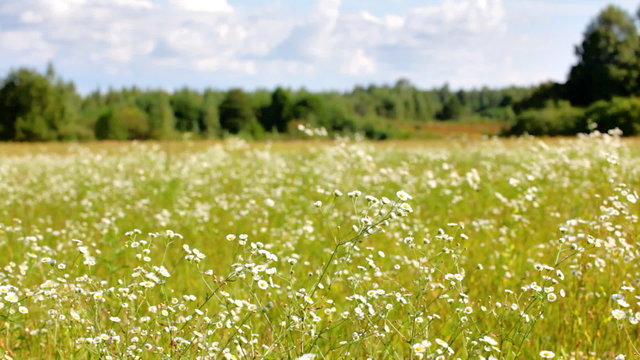 Beautiful panorama of a flower field with forrest behind