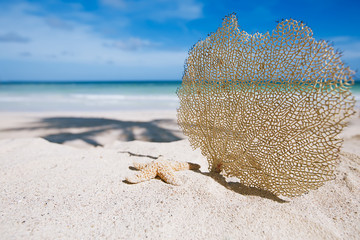 sea fun and starfish on a sunny beach with sea on background
