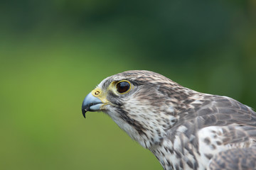 Turmfalke
