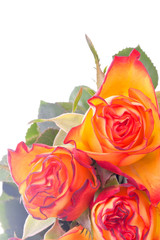 Blumenstrauss orangener Rosen