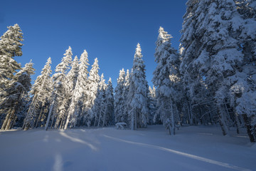 snow covered forest