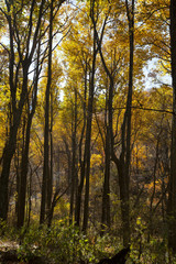 Fototapeta na wymiar Scenic view of fall foliage in North Carolina
