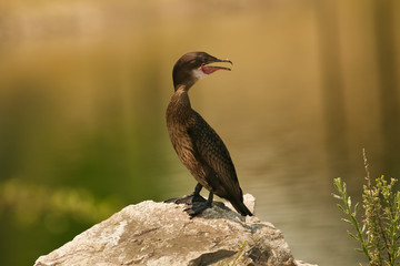 Cormorant (Phalacrocorax carbo)