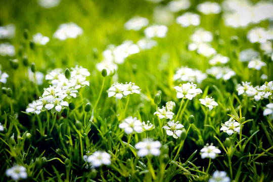 green paradise