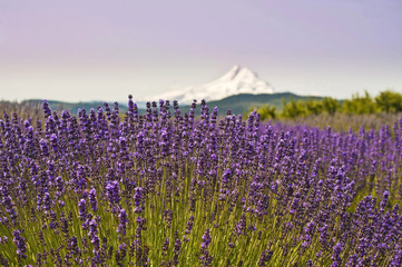 Lavender Valley and Mount Hood at Hood River, Oregon