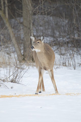 Doe Whitetail Deer at Corn