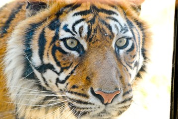 Fototapeta premium Wild Tiger