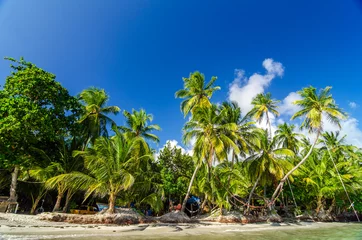 Foto op Canvas Palm Tree Coast © jkraft5