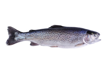 Fish trout, isolated over white