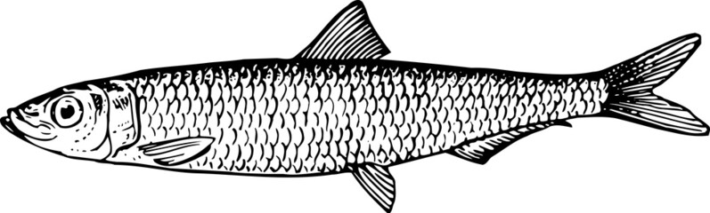 Fish clupeonella