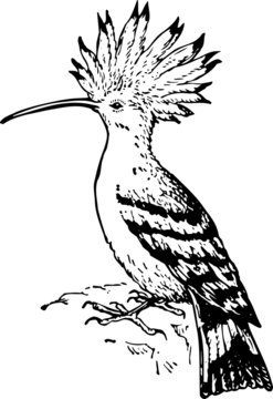 Bird Upupidae