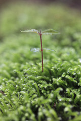 Sprout in the forest.