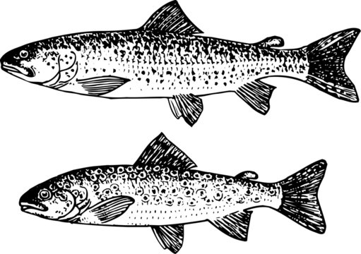 Fish forelle