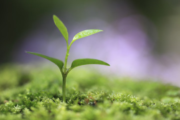 Sprout in the forest.