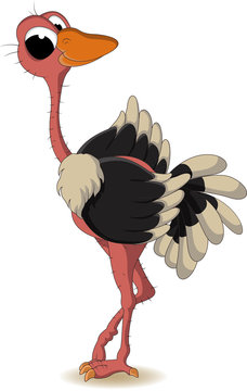 ostrich cartoon
