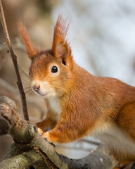Eichhörnchen