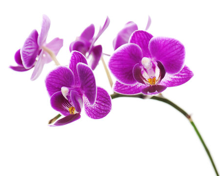 Fototapeta violet orchid isolated on white background