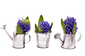 Glasschilderij Hyacint Blauwe hyacinten geïsoleerd op wit