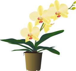 yellow orchid flower branch in pot