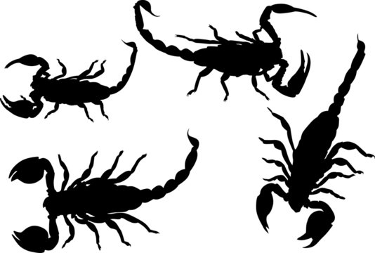 four isolated scorpions
