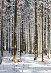 Fototapeta premium Winter Wald